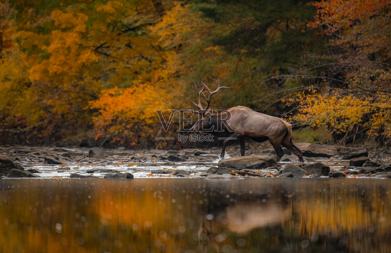 公牛麋鹿在季节照片摄影图片