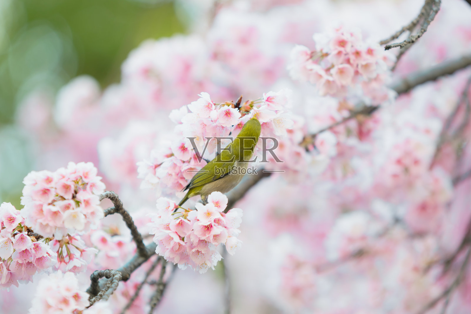 樱花,日本春季的粉色樱花。照片摄影图片