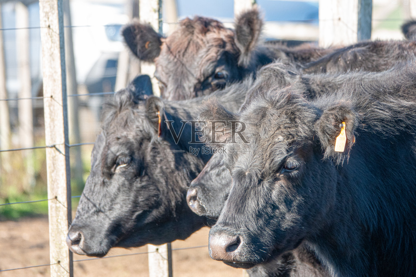 黑安格斯牛照片摄影图片