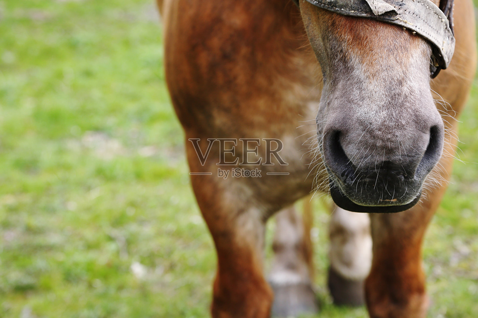 马在田野上站立照片摄影图片