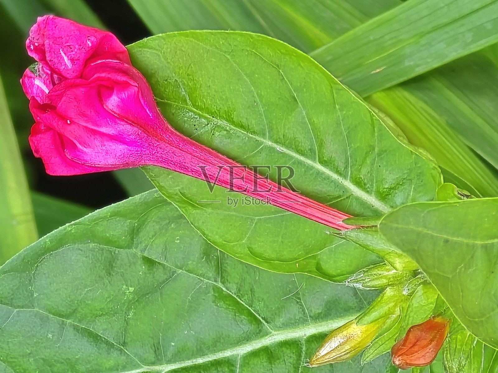 温哥华斯坦利公园海堤公共公园和休息区的多变花卉和植物照片摄影图片