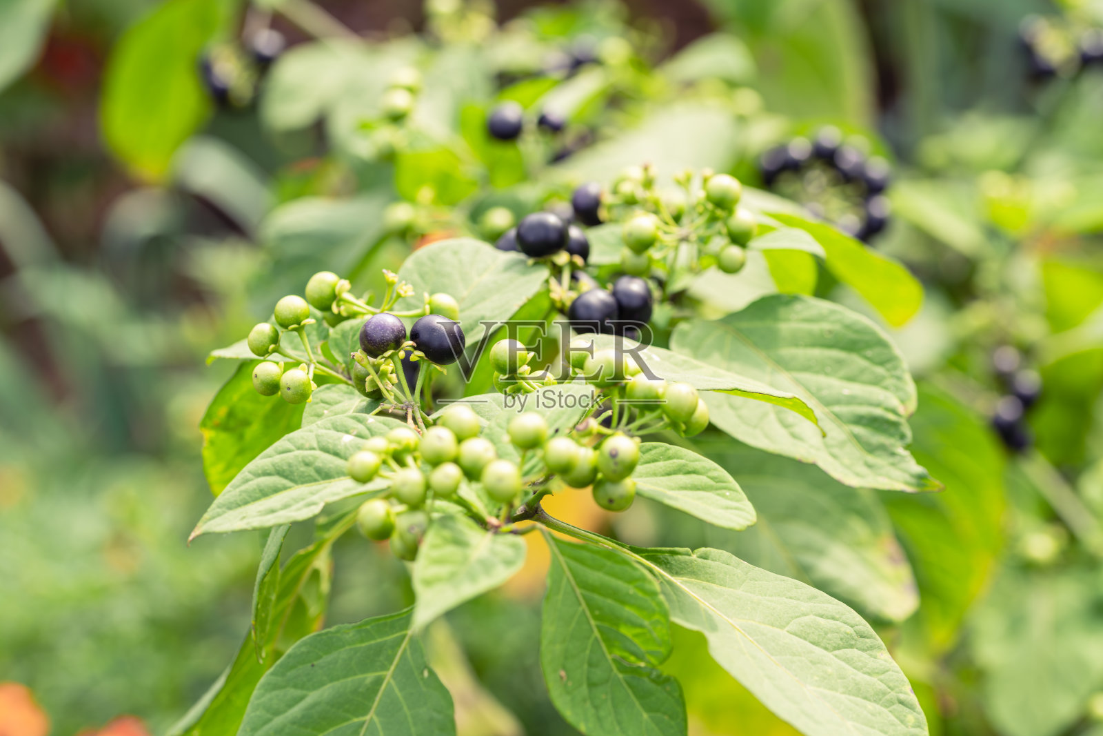 园艺蓝莓灌木的枝条照片摄影图片