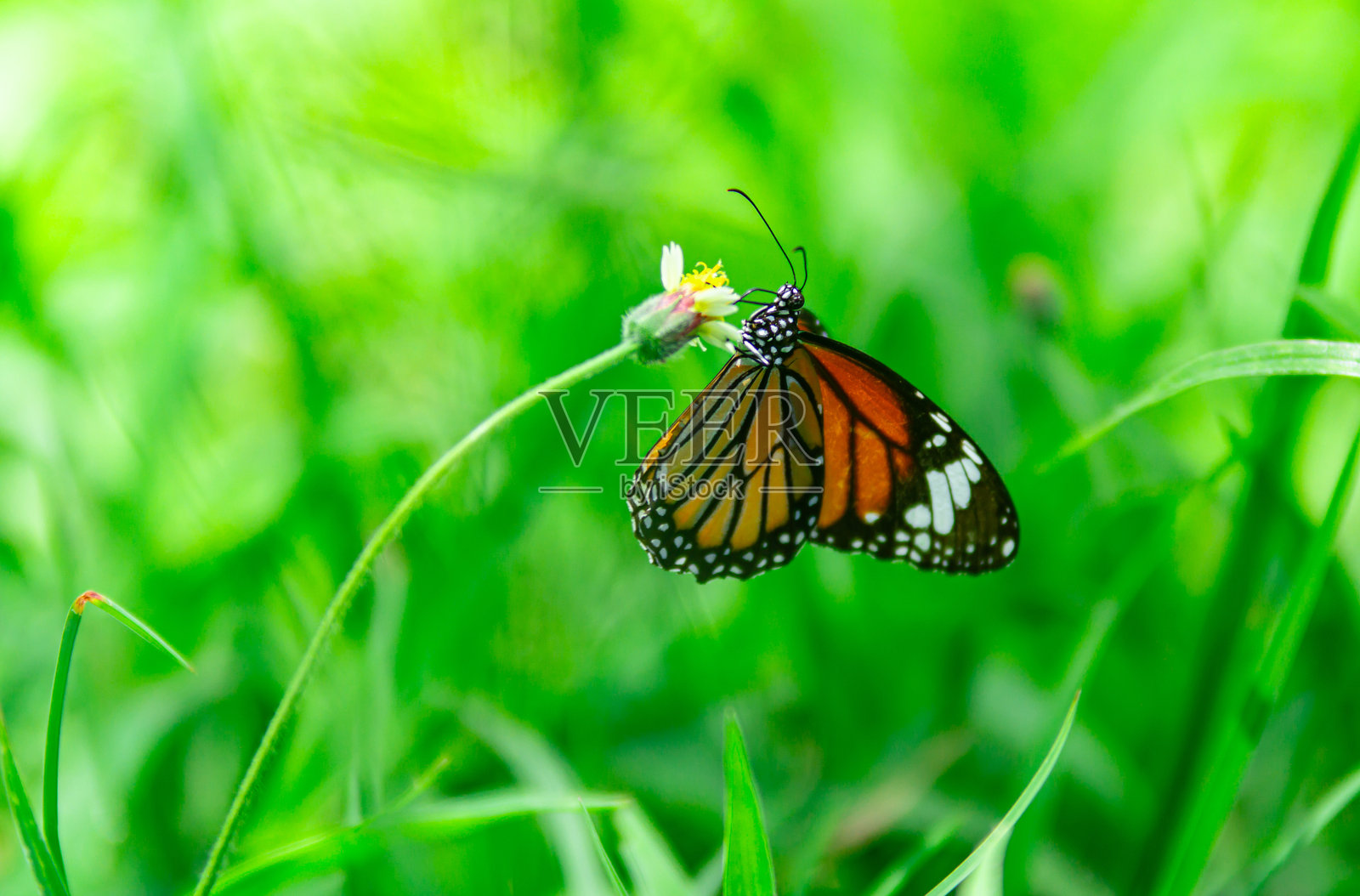 花园里一只黄色蝴蝶停在花上。照片摄影图片