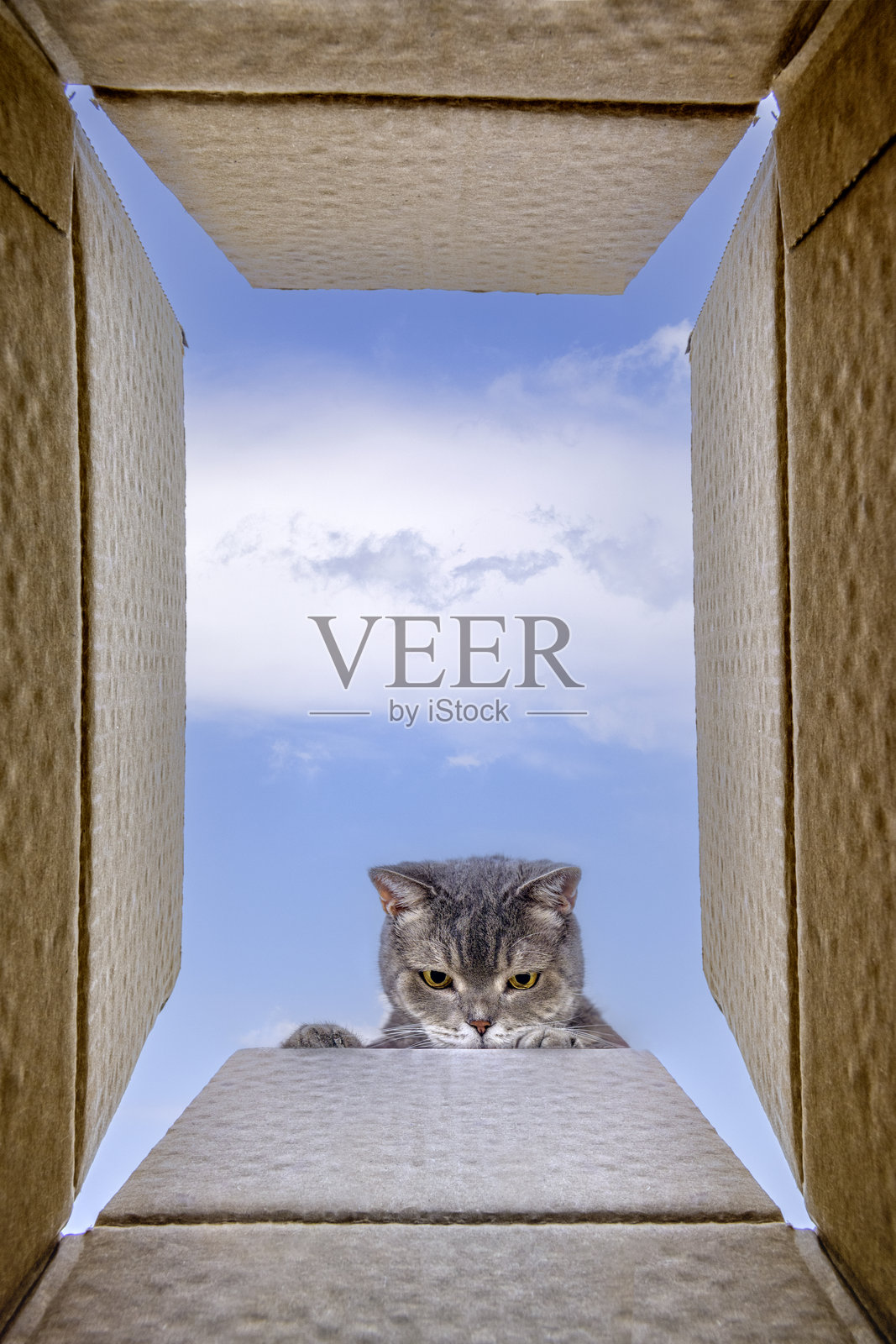 英国短毛猫在纸箱内探险。照片摄影图片