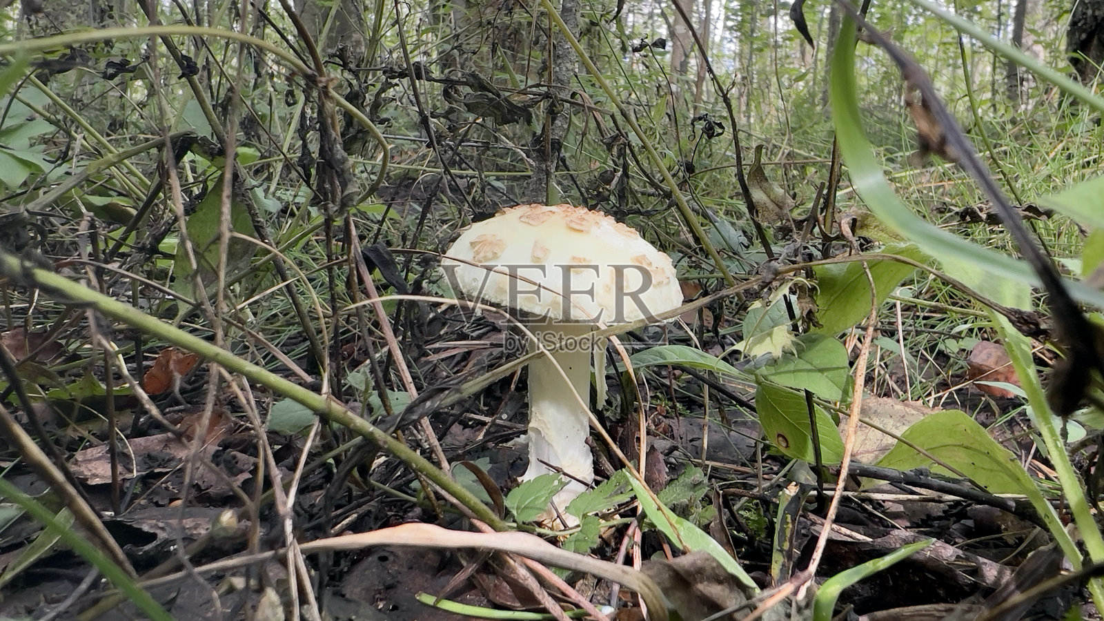 蘑菇在清新的空气中生长于绿色森林中,毒蘑菇对人类是危险的,美味的食品补充,自然帮助动物,蘑菇季节,雨后新鲜的蘑菇生长。照片摄影图片