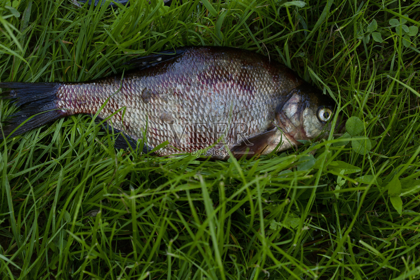 一条鲤鱼躺在郁郁葱葱的草地上。钓鱼的爱好。大鱼躺在草地上。照片摄影图片