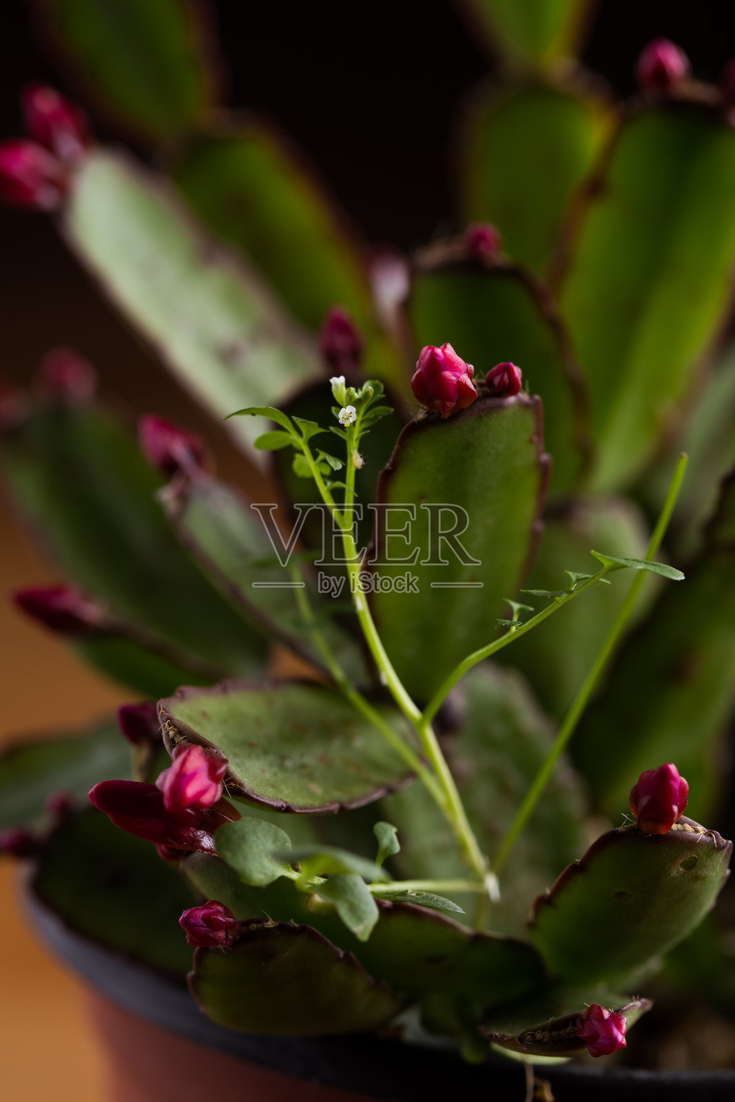 蜡烛仙人掌照片摄影图片