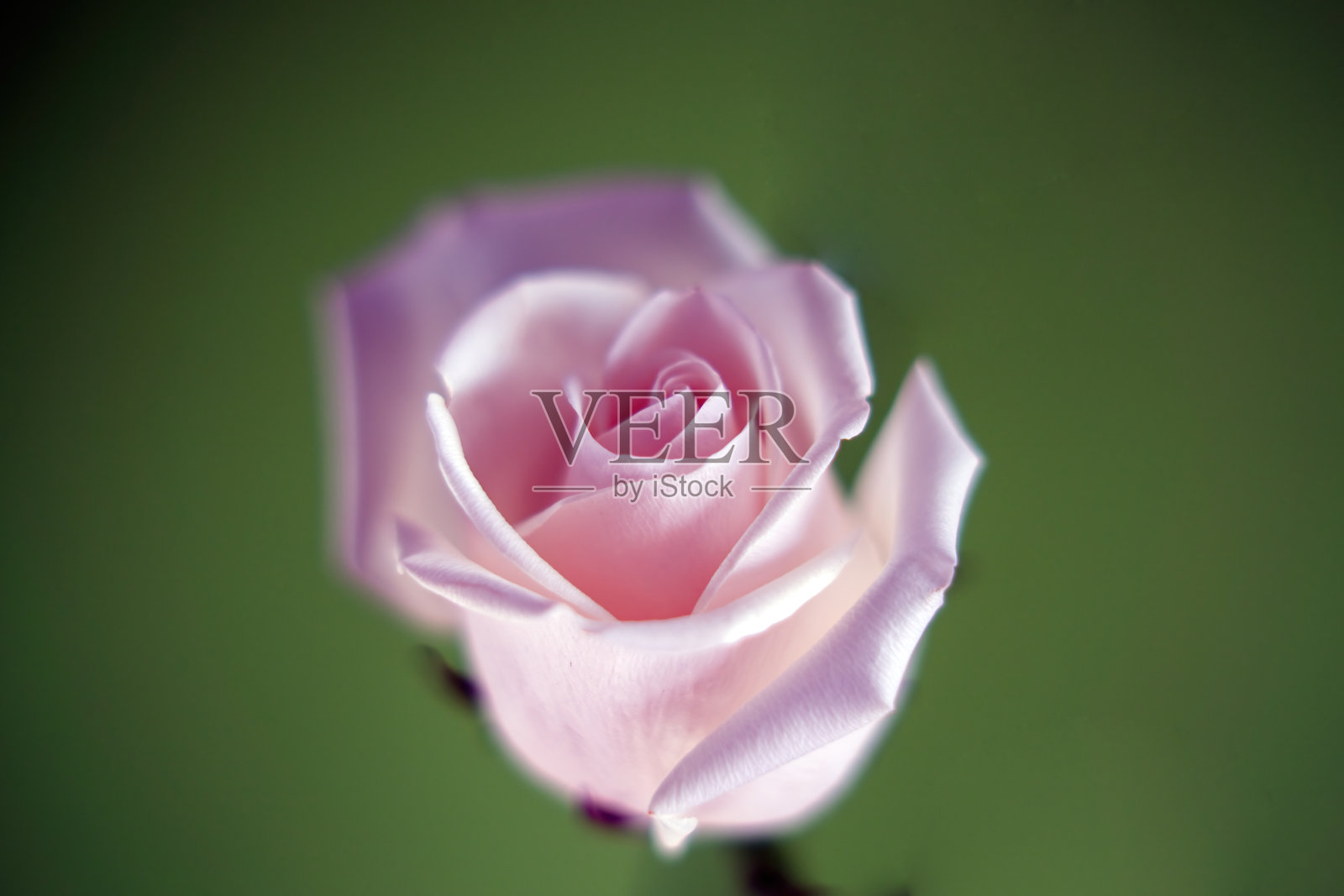 娇嫩的粉色玫瑰在郁郁葱葱的绿色背景中形成鲜明对比,周围环绕着柔和的渐晕。这幅迷人的作品突显了自然的美丽与优雅。照片摄影图片