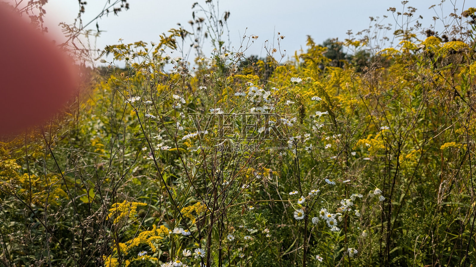 一只蜜蜂在采集花蜜照片摄影图片