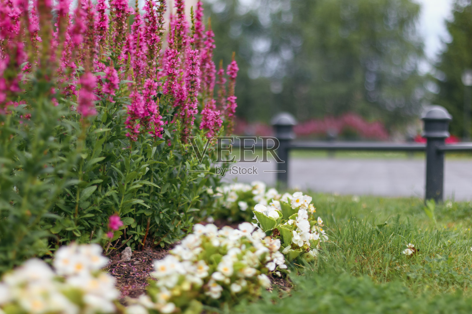 街边花园中不同颜色的花朵照片摄影图片