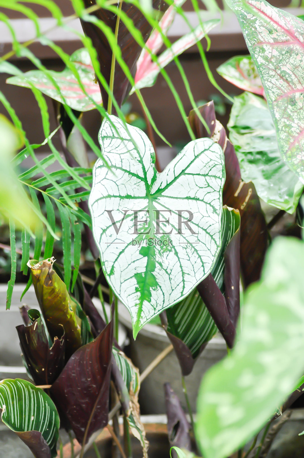 天使之翼花叶芋照片摄影图片