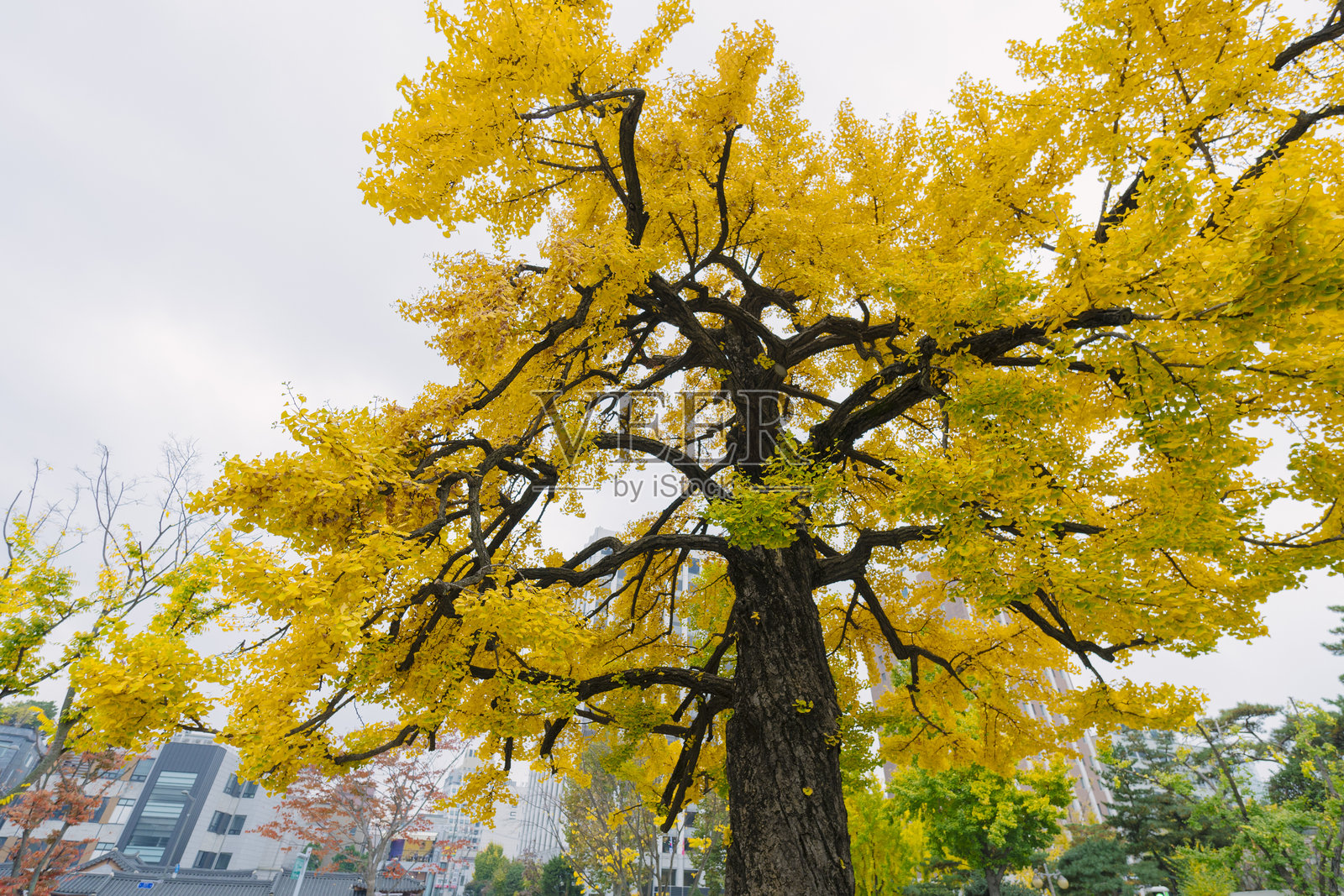一棵生机勃勃的黄色银杏树在多云的天空下格外显眼,秋天的叶子与背景中的城市建筑形成鲜明对比,突显了城市生活中的自然之美。照片摄影图片