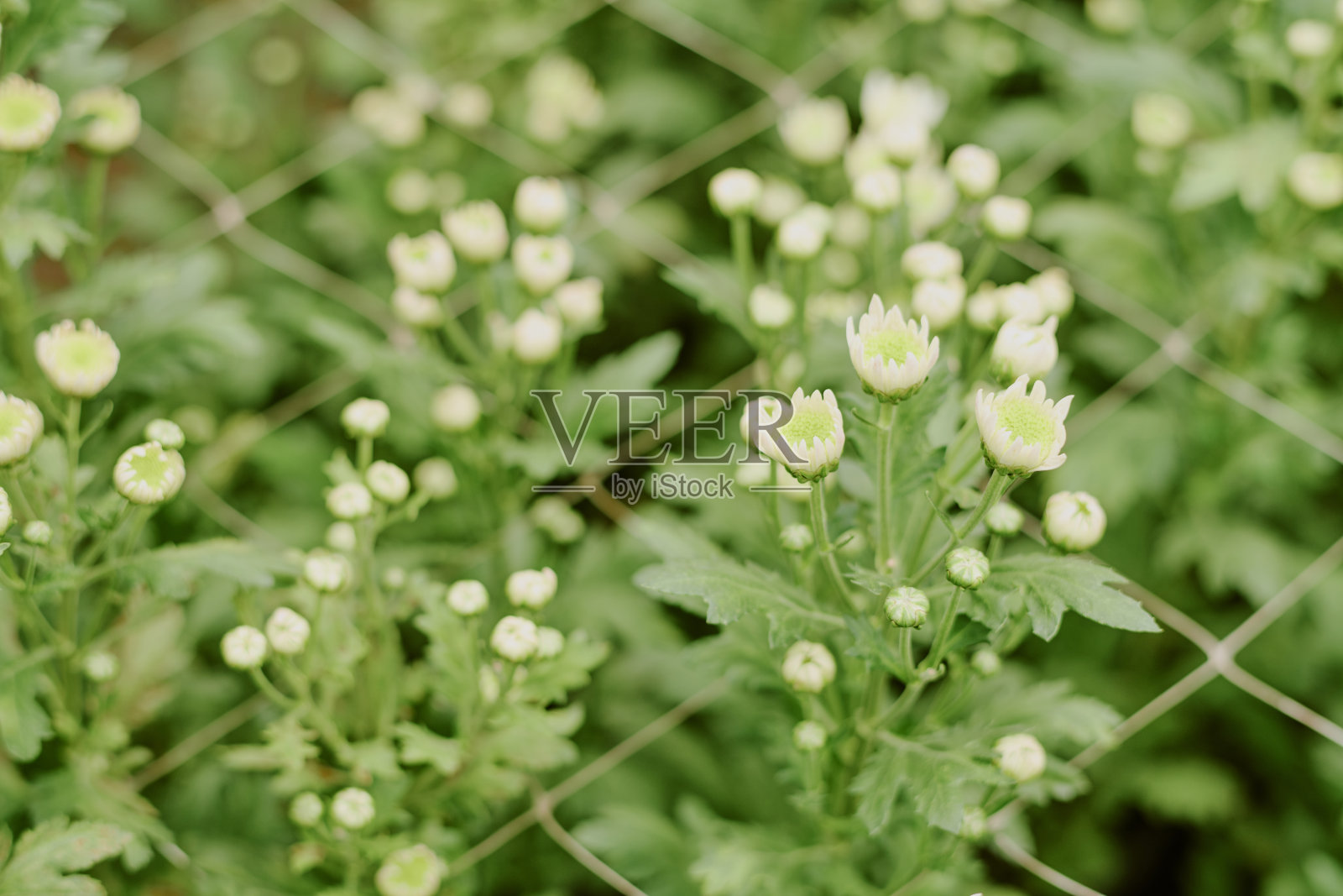 盛开的白色菊花在篱笆旁生长照片摄影图片