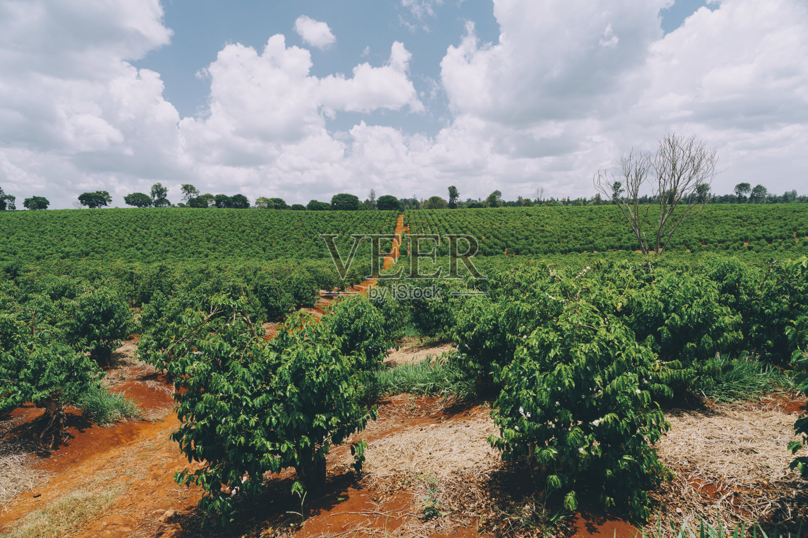 肯尼亚内罗毕附近的非洲咖啡种植园照片摄影图片