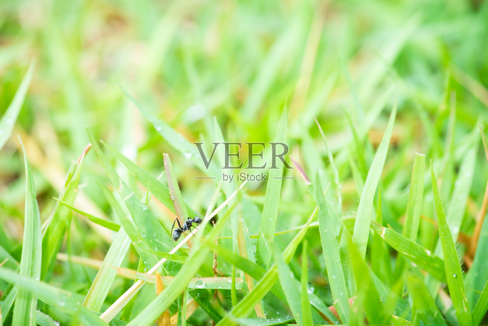 蚂蚁在草叶上行走。照片摄影图片