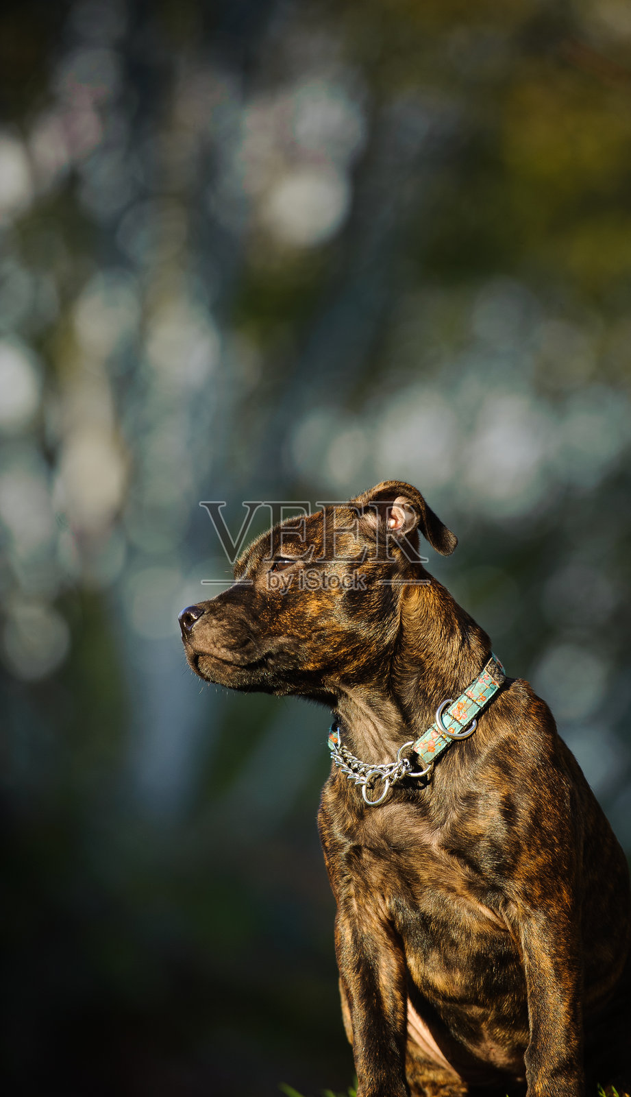 低角度视图的美国斗牛犬照片摄影图片