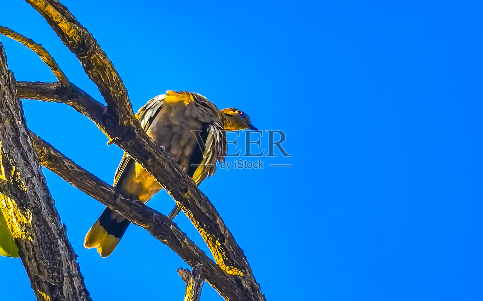 白翅鸽在树枝上栖息。照片摄影图片