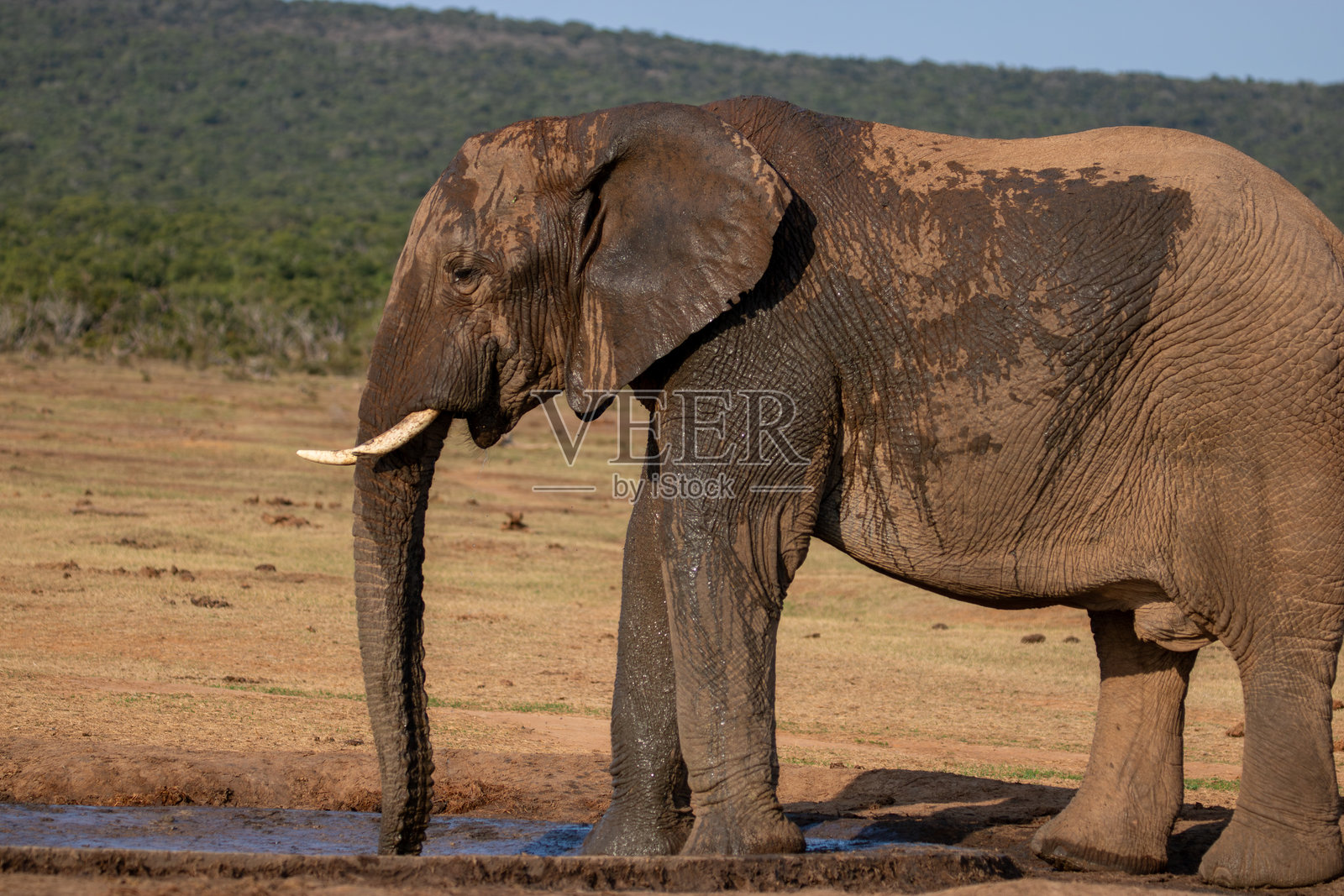阿多大象国家公园中的野生非洲象照片摄影图片