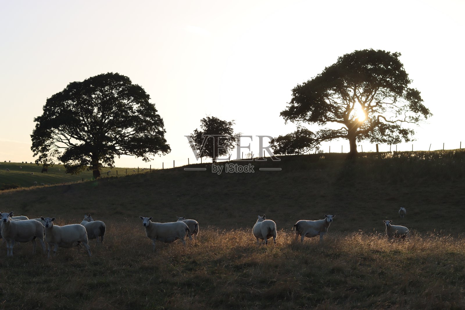 乡村草地上的橡树,剪影映衬在金色的晚霞中照片摄影图片