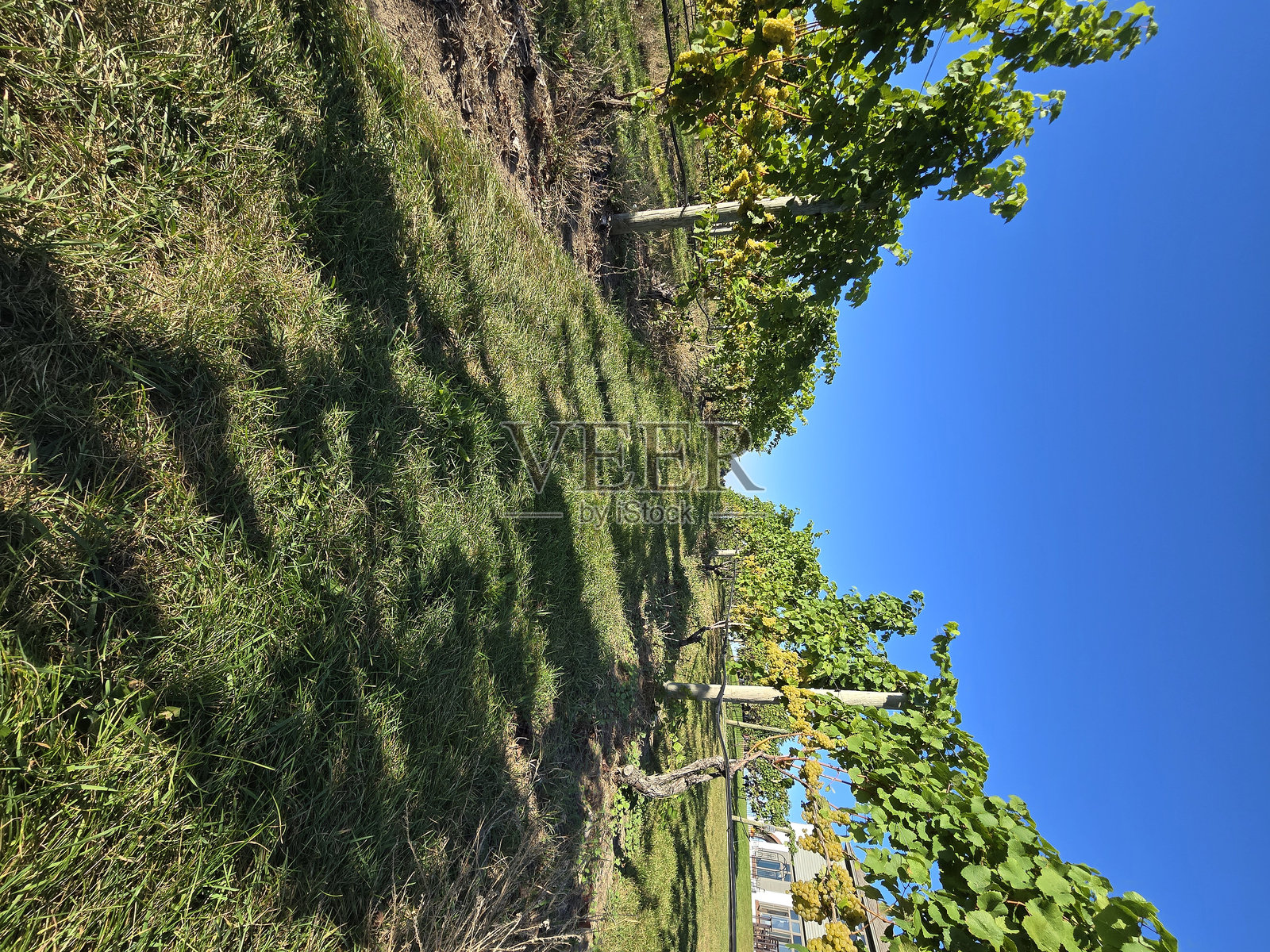 葡萄园照片摄影图片