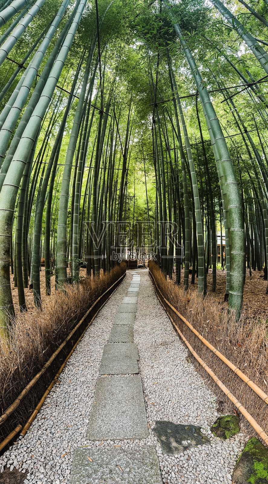 日本的竹林照片摄影图片