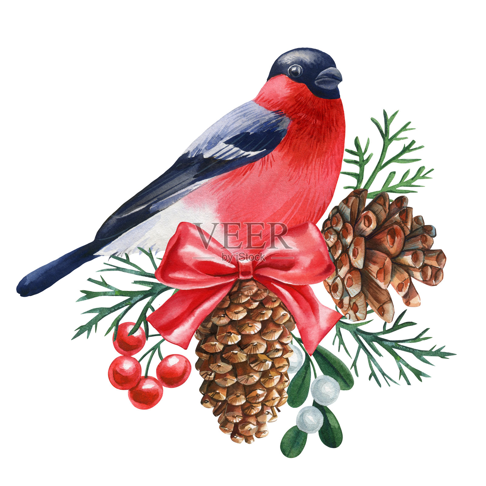 坐在绿色树枝上的红雀,冬季可爱的小鸟,白色背景上的水彩插图,适用于设计。插画图片素材