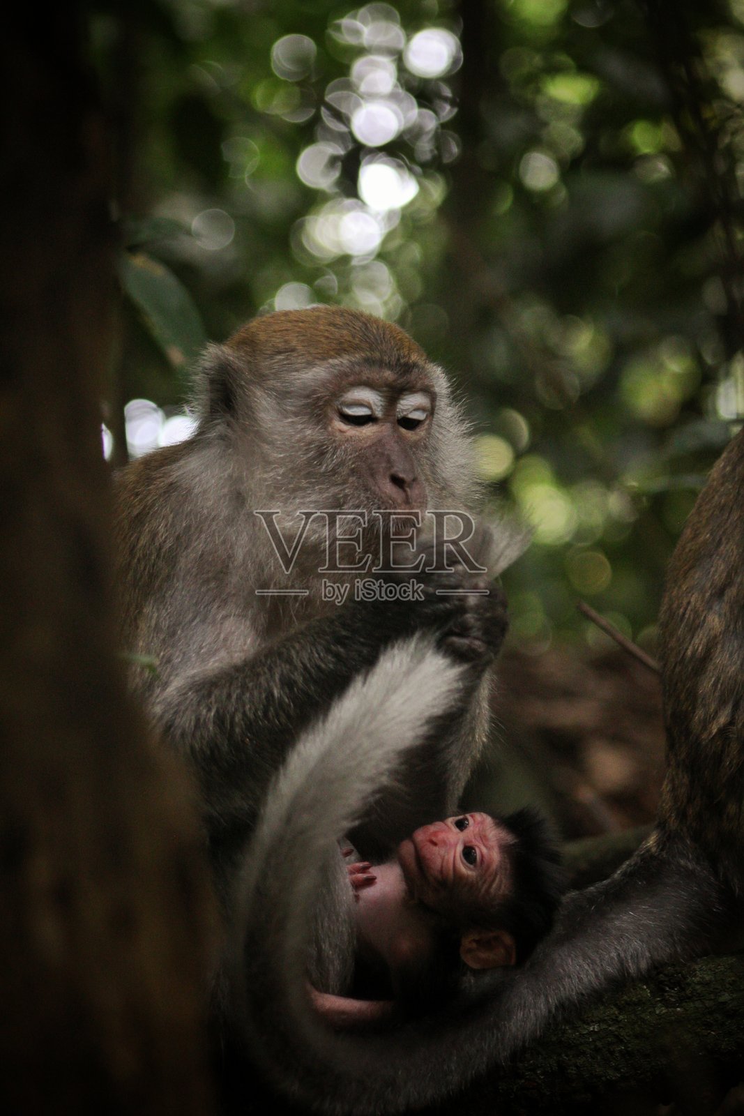 长尾猕猴照片摄影图片