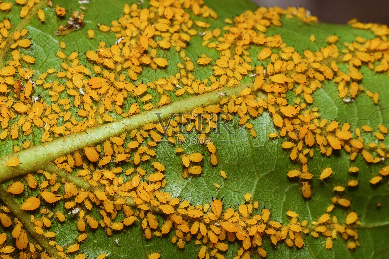叶子上的蚜虫群落 - 动物行为。照片摄影图片