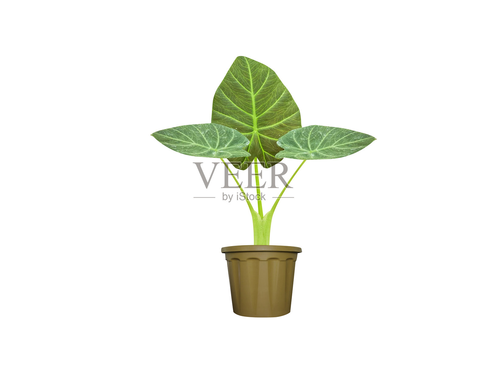 大芋头(Alocasia macrorrhizos)照片摄影图片