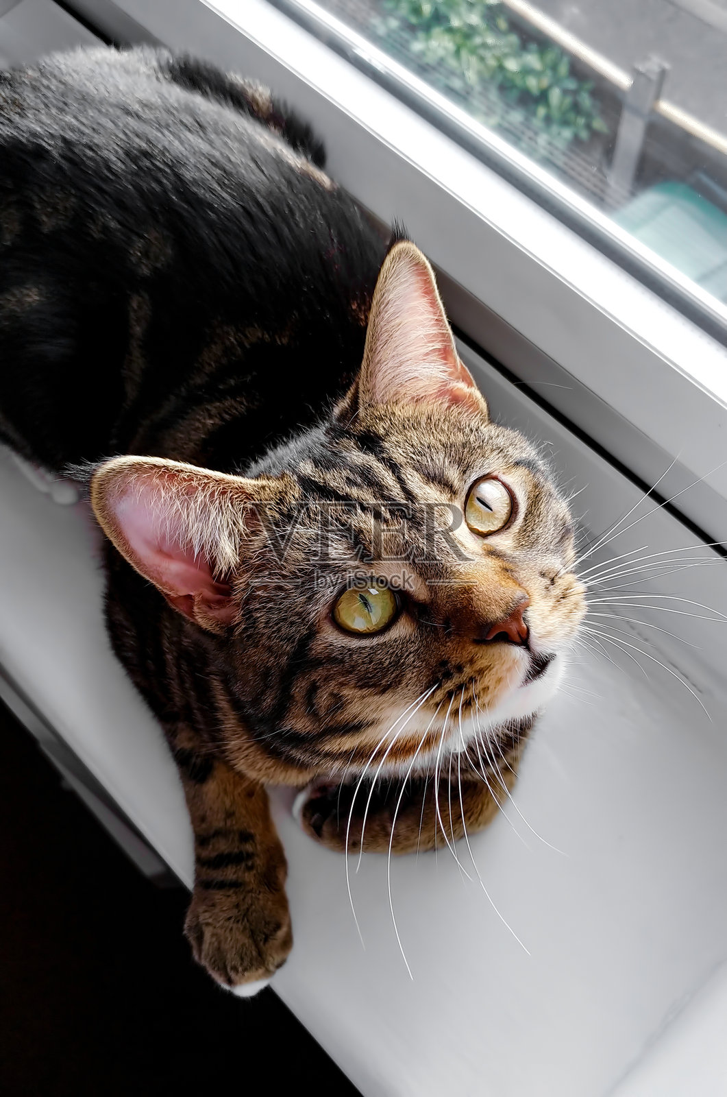 可爱的家养宠物在玩耍照片摄影图片