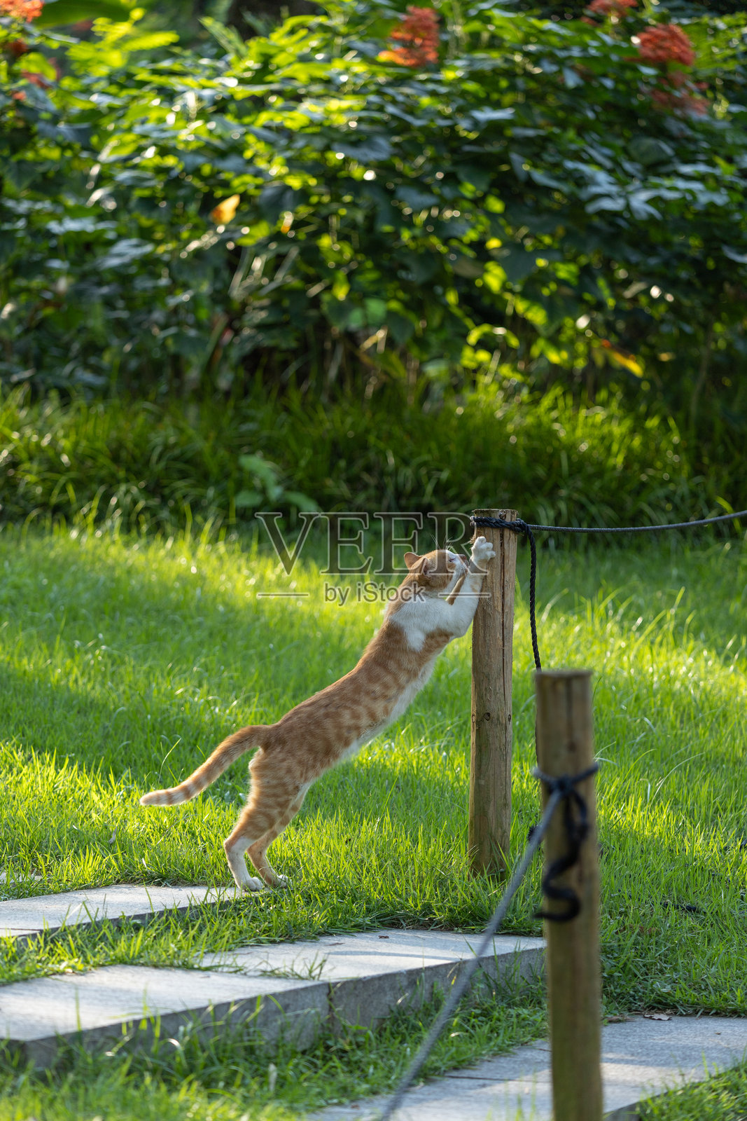 广州中国公园里的猫照片摄影图片