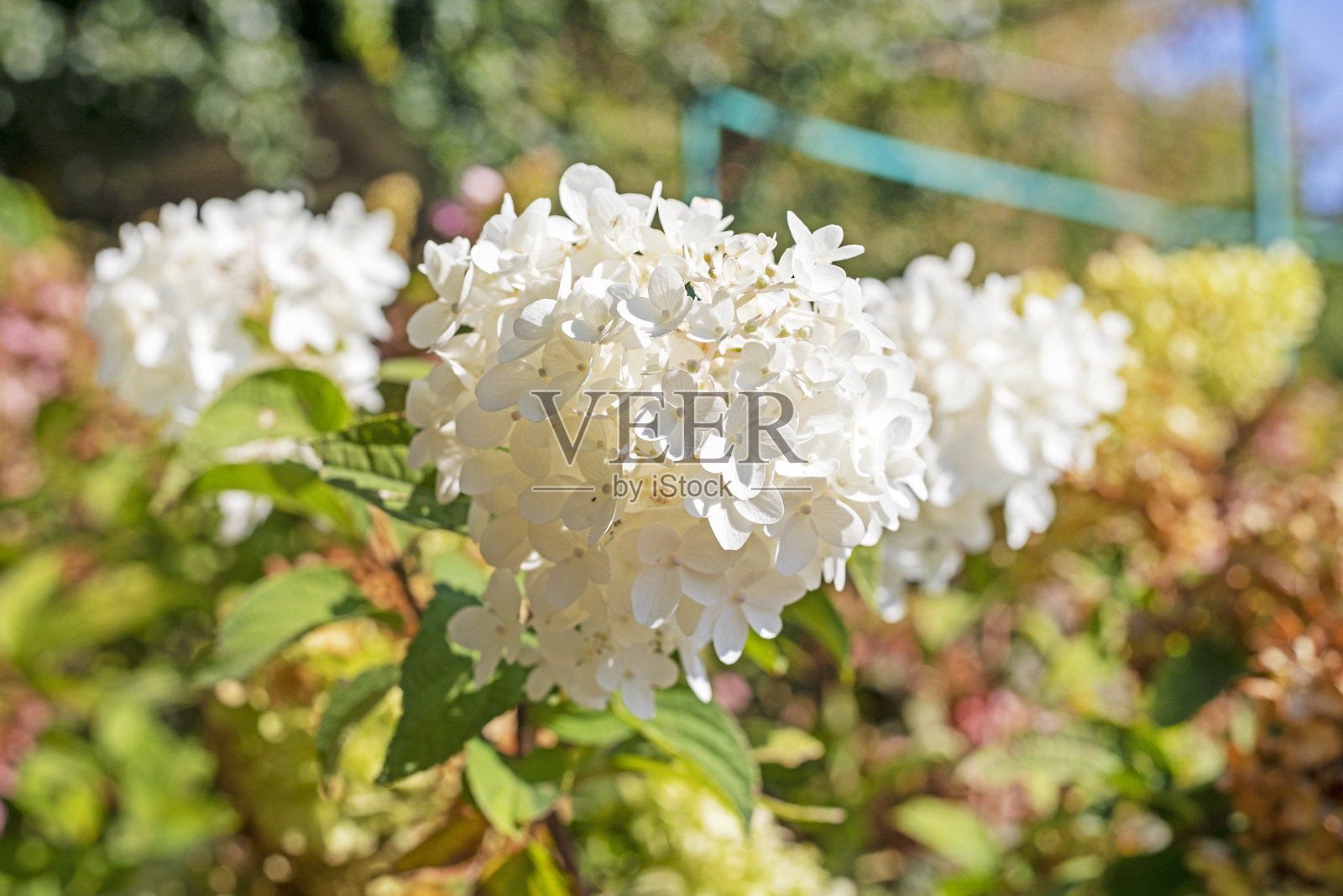 从上方看绿色芽的杜鹃花。花卉栽培照片摄影图片