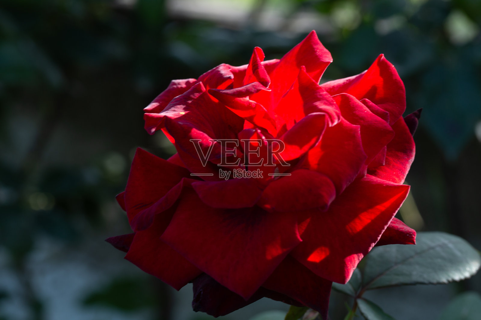 美丽的红玫瑰特写。宏观花卉背景照片照片摄影图片