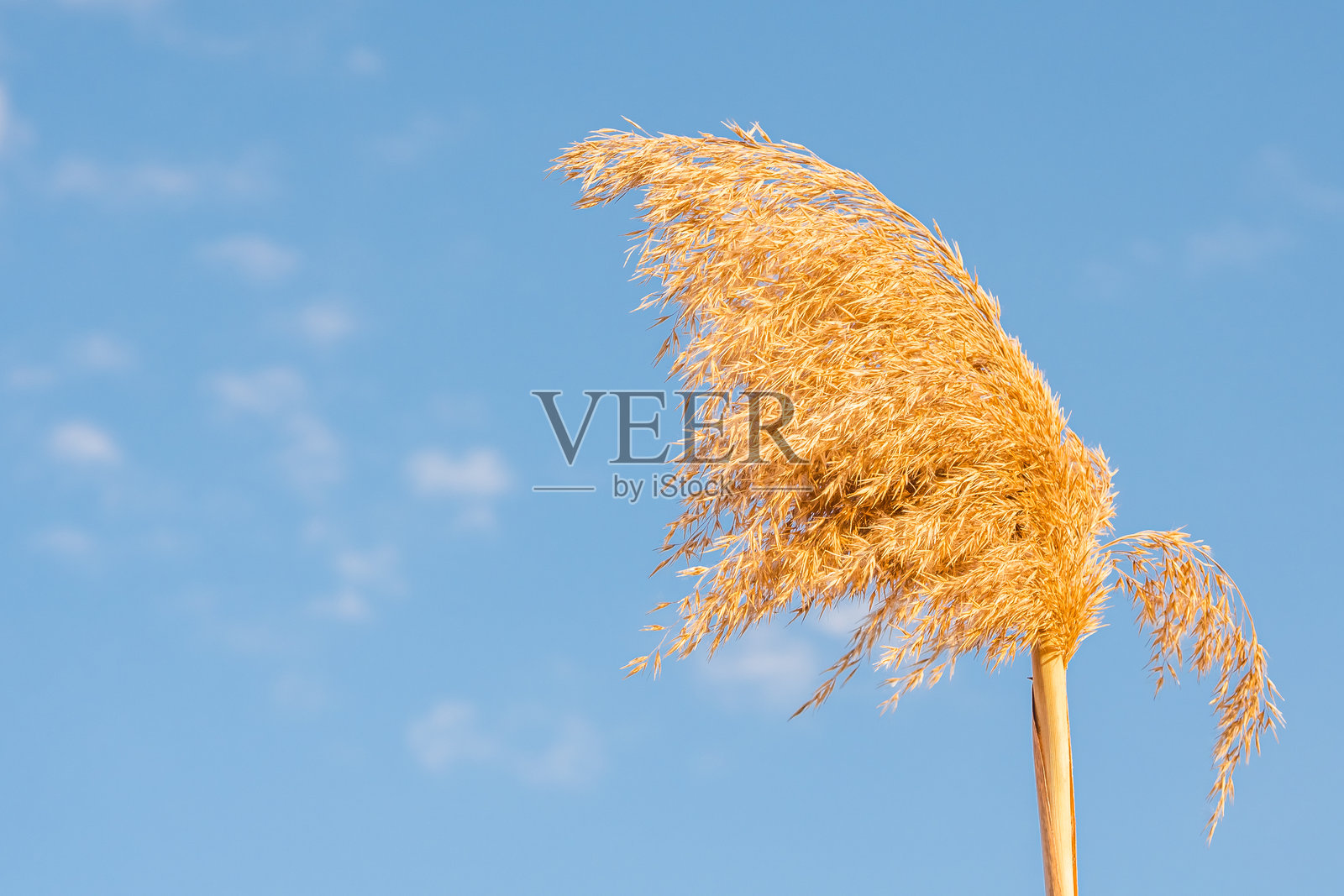 风中蓬松的干芦苇特写照片摄影图片