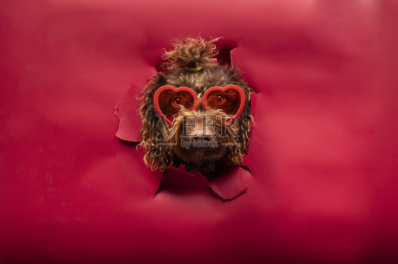 优雅的水犬戴着心形眼镜,从红纸撕开的洞里探出头来。照片摄影图片