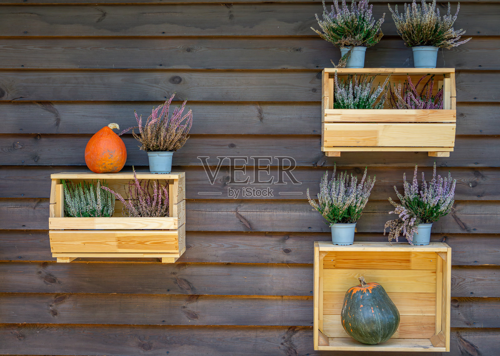 南瓜农场,南瓜节,南瓜日,新鲜蔬菜展示。南瓜在房子旁的木地板上摆放,作为自然的秋季外部装饰。南瓜和石南花,石南花在木箱中。照片摄影图片