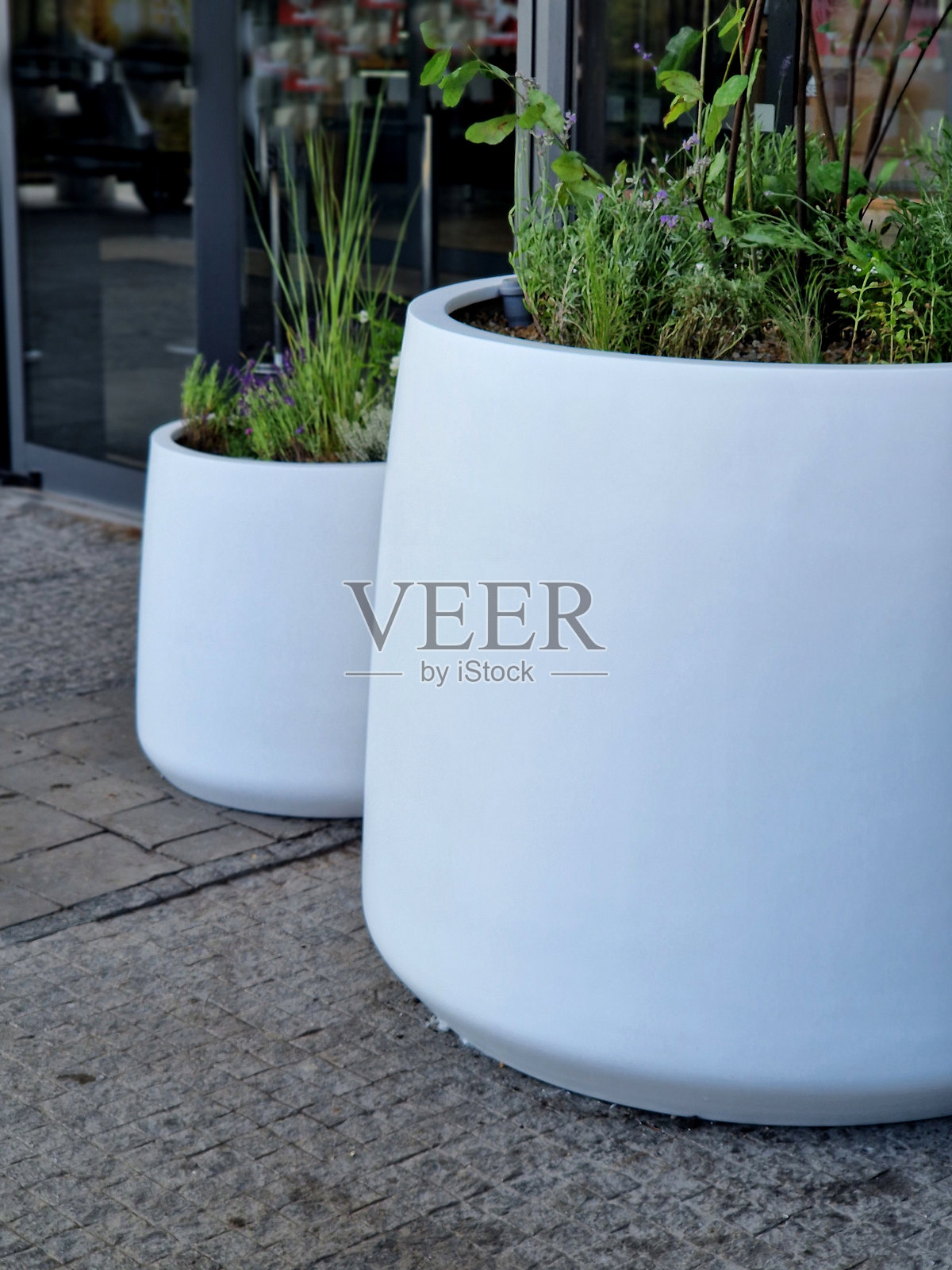 准备将树的根球绑在花盆中。在玻璃办公大楼入口处的白色锥形花盆中混合种植多年生植物。照片摄影图片