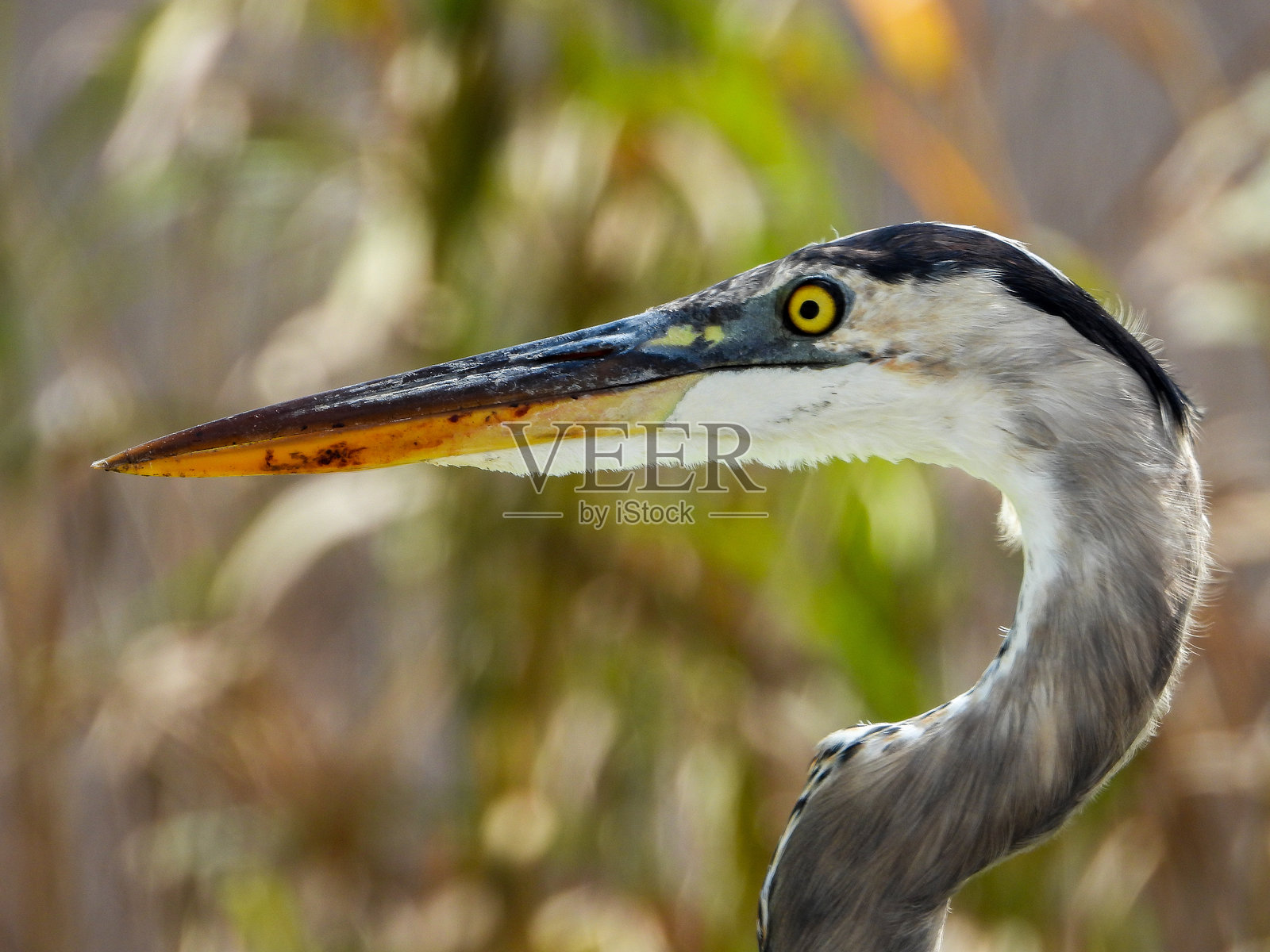 大蓝鹭照片摄影图片