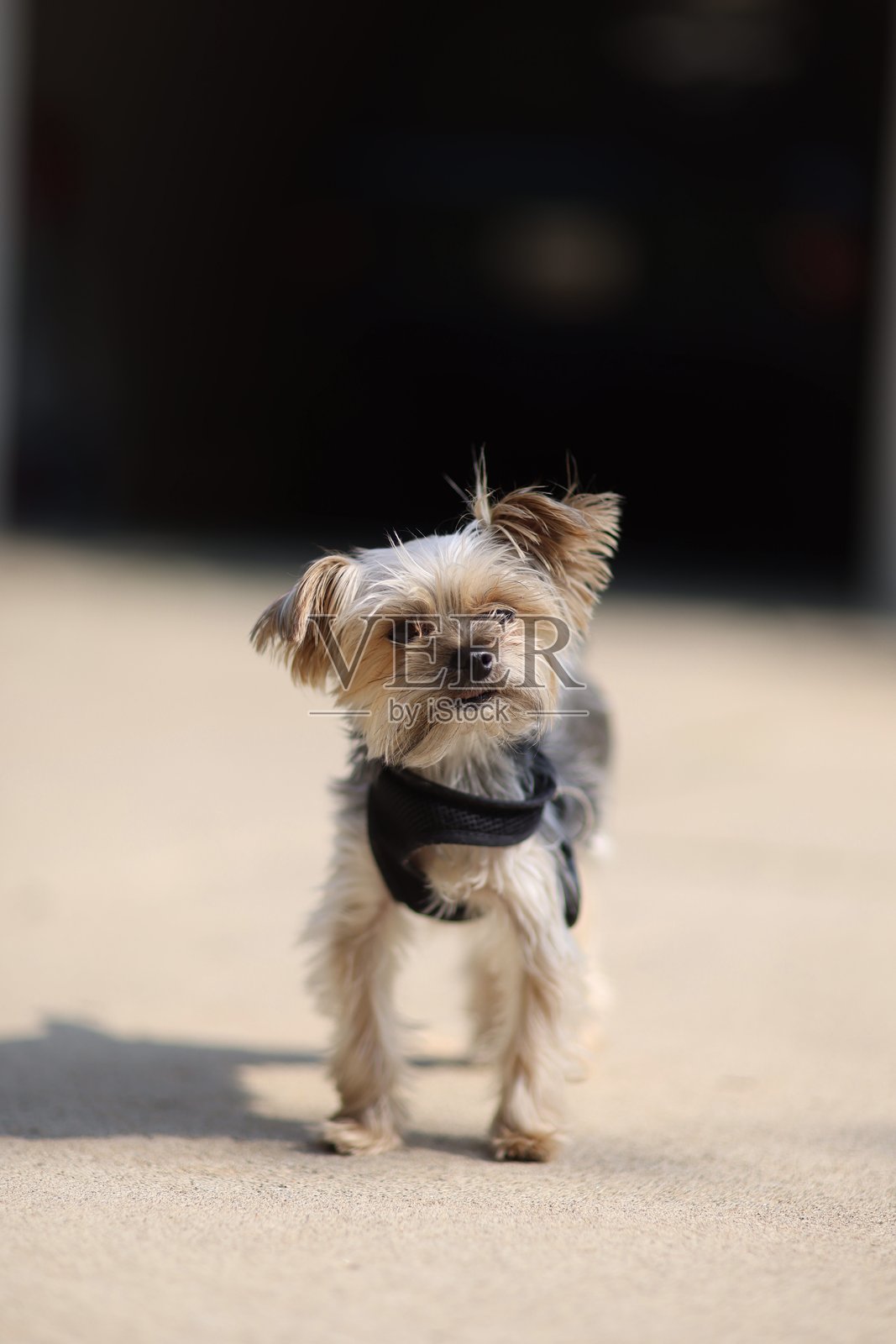 奥斯卡照片摄影图片