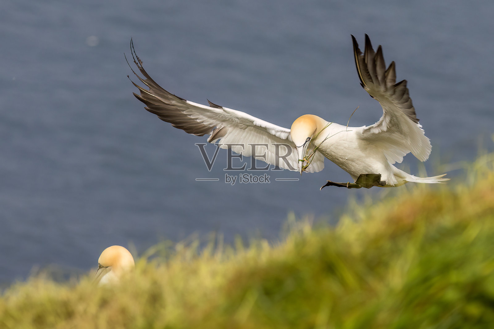 海鸥 (Morus bassanus)照片摄影图片