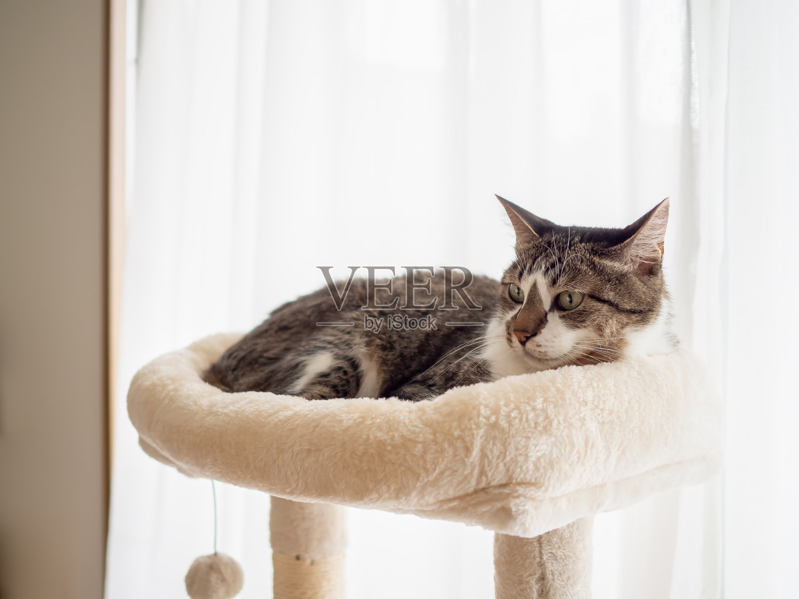 猫在猫树上照片摄影图片