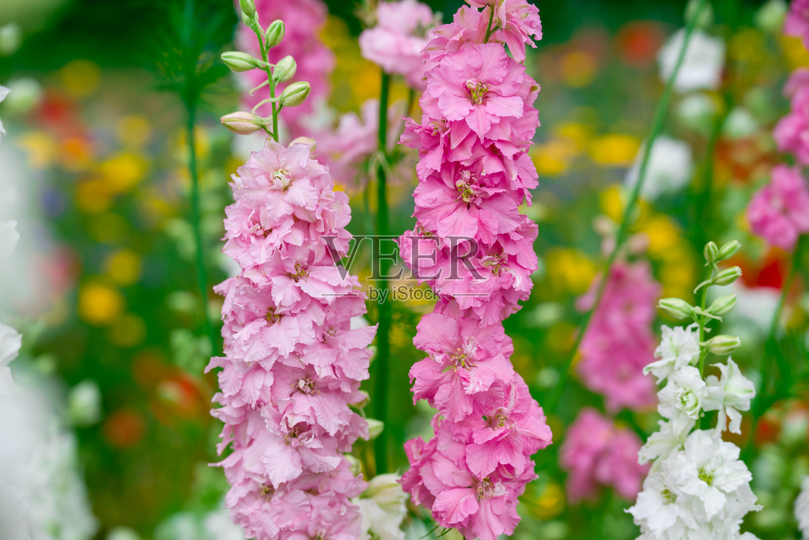 美丽的花朵在五彩缤纷的田野上盛开照片摄影图片