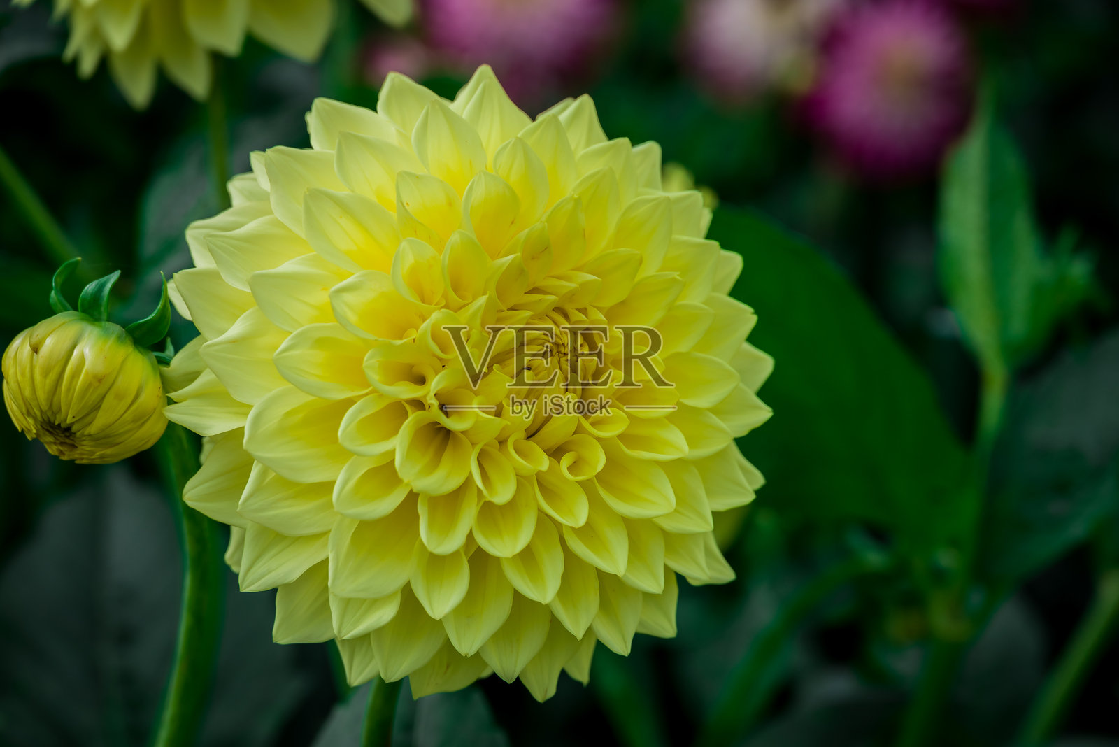 美丽的大丽花在秋季花园中盛开照片摄影图片