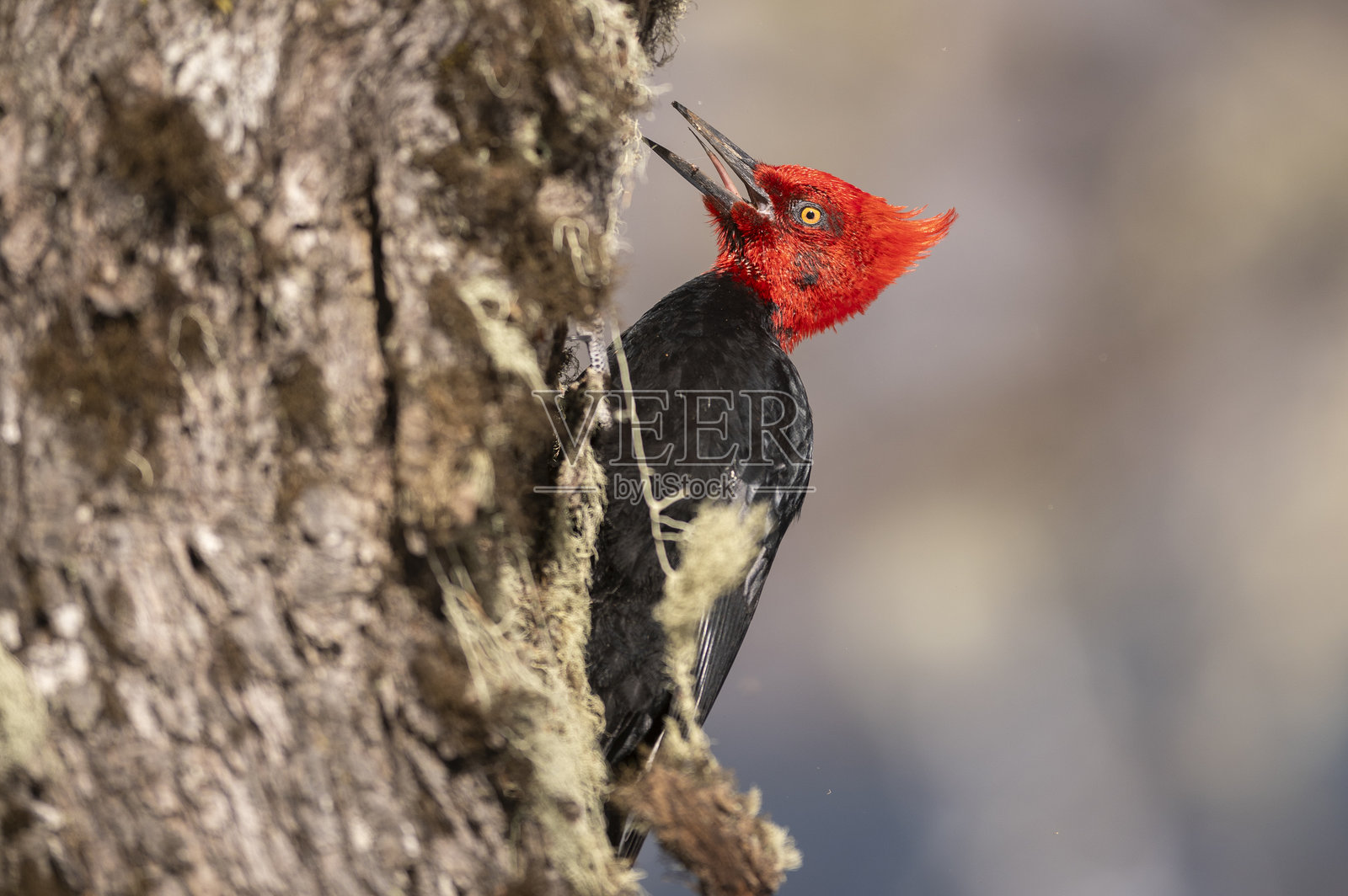 美丽的雄性啄木鸟在巴塔哥尼亚森林的树干中寻找食物。照片摄影图片