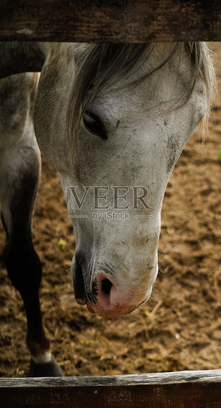 马的肖像照片摄影图片