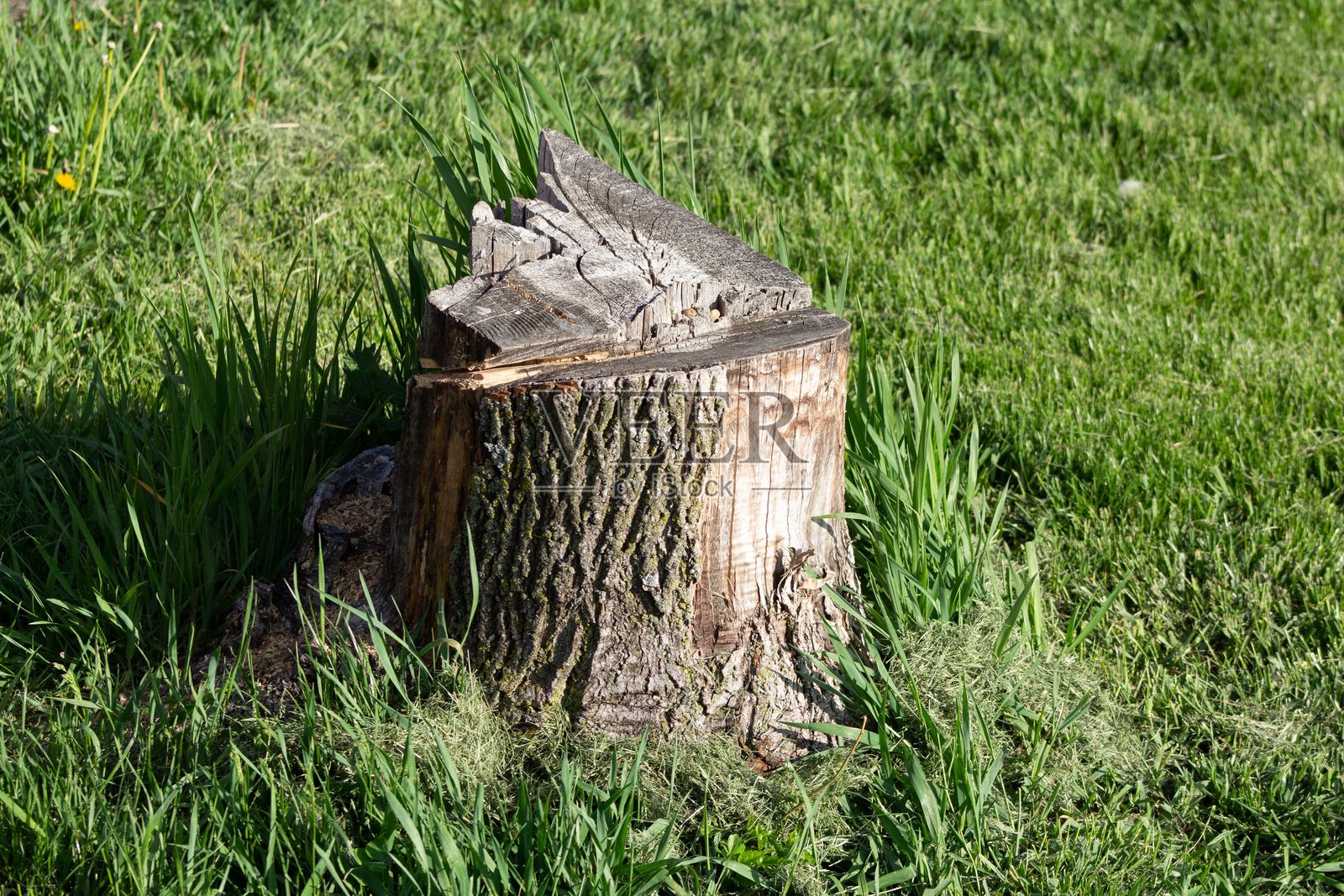 公园里的孤独树桩照片摄影图片