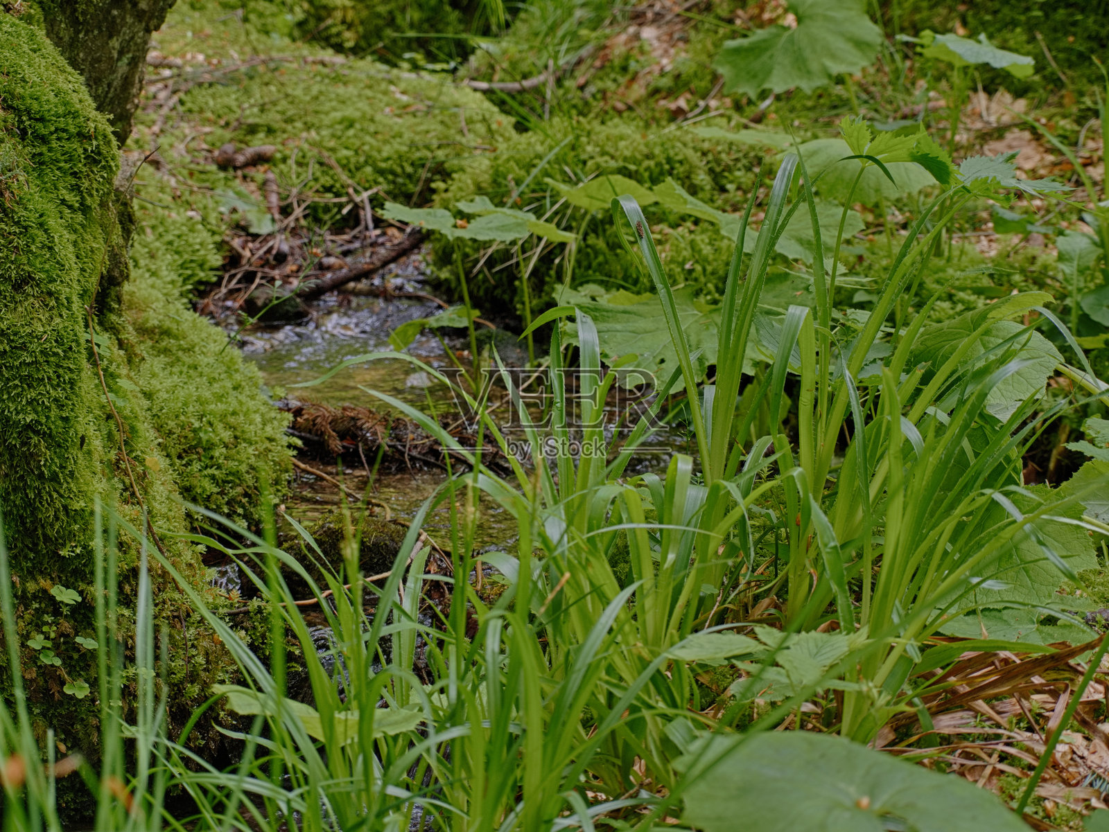 小溪照片摄影图片