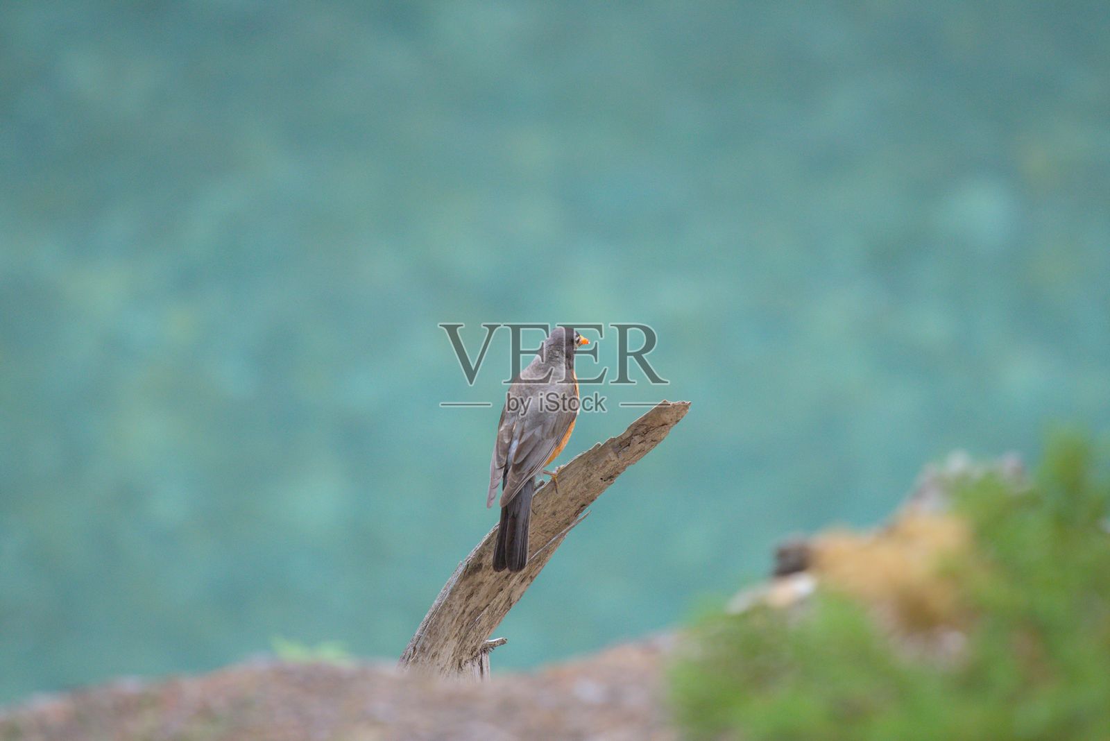 罗宾望着水面照片摄影图片