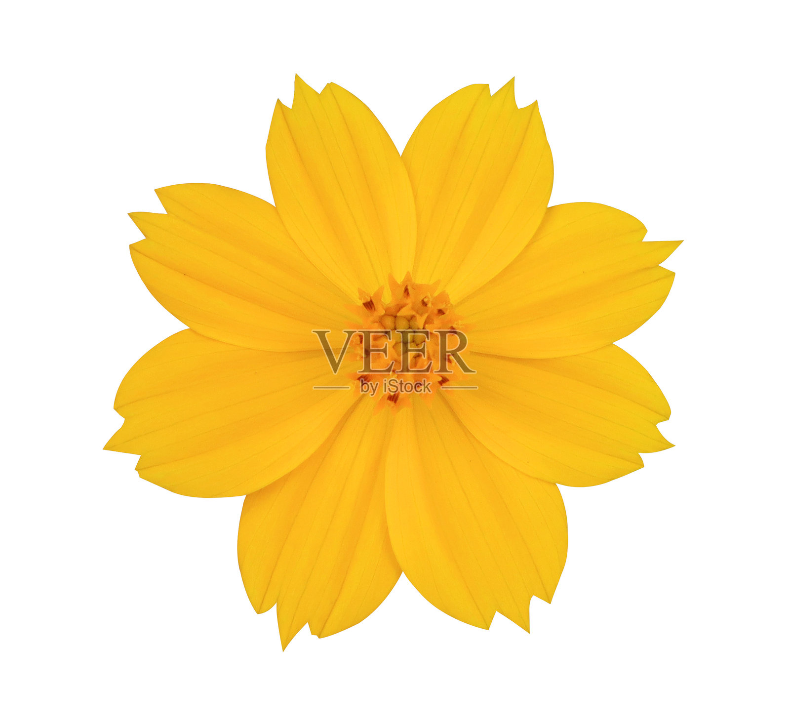 孤立的单朵黄色宇宙花特写照片摄影图片