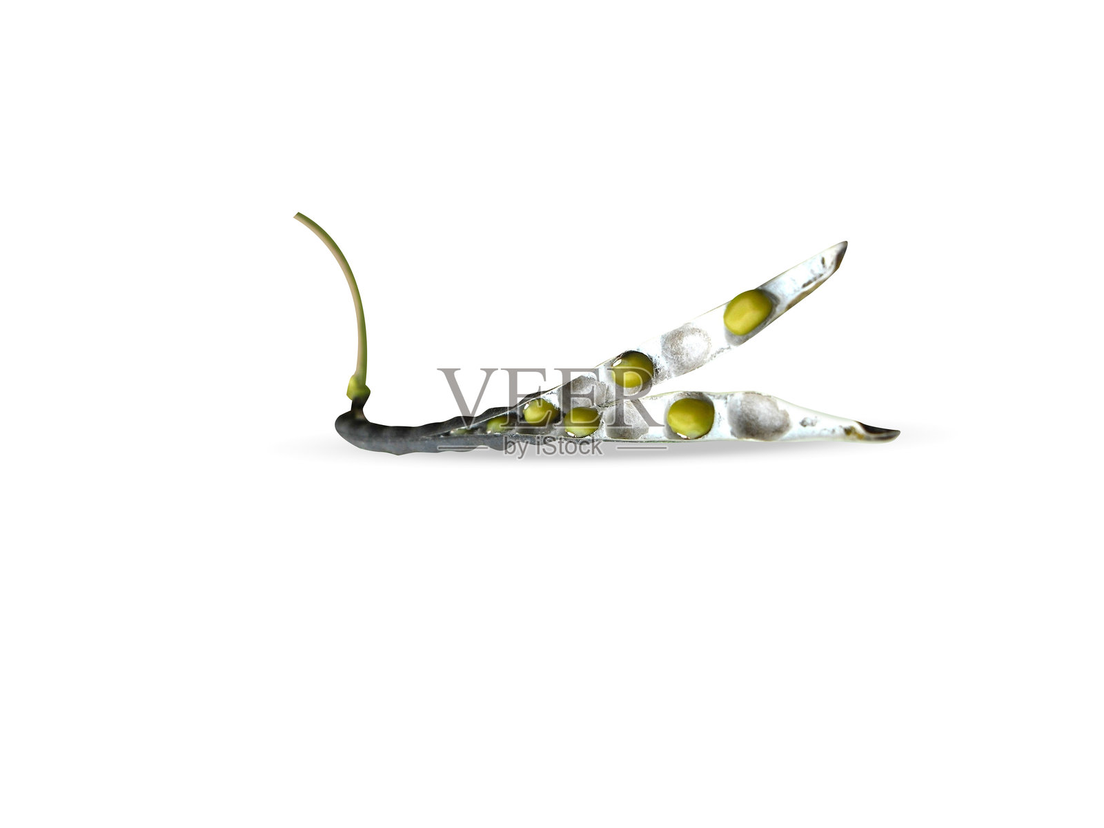 绿豆或干燥的豇豆照片摄影图片